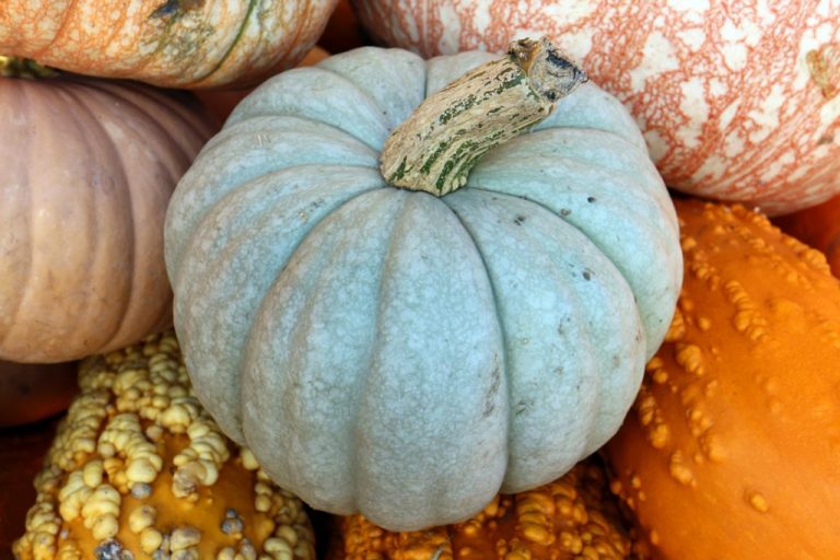 Queensland Blue pumpkin shown with other gourds.