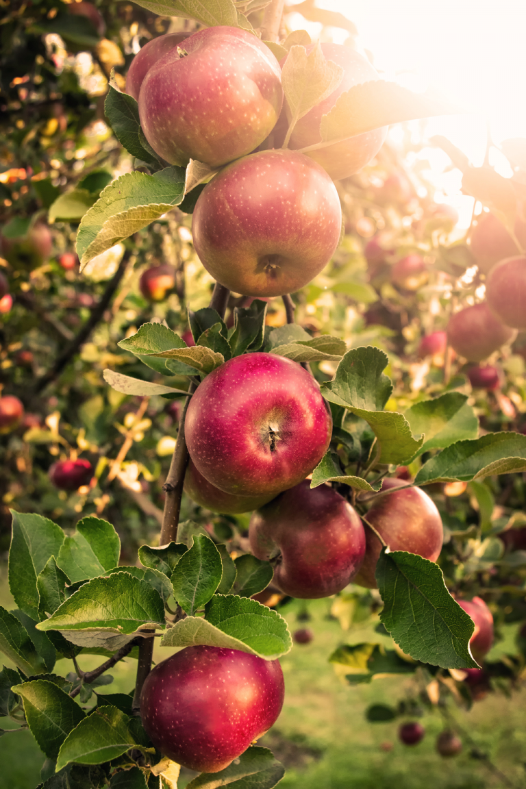 Apple tree with bright sunlight shining down