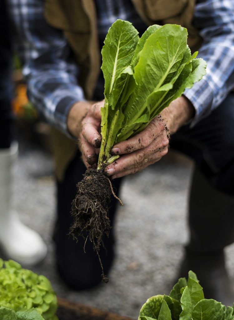 Farmer with lettuce