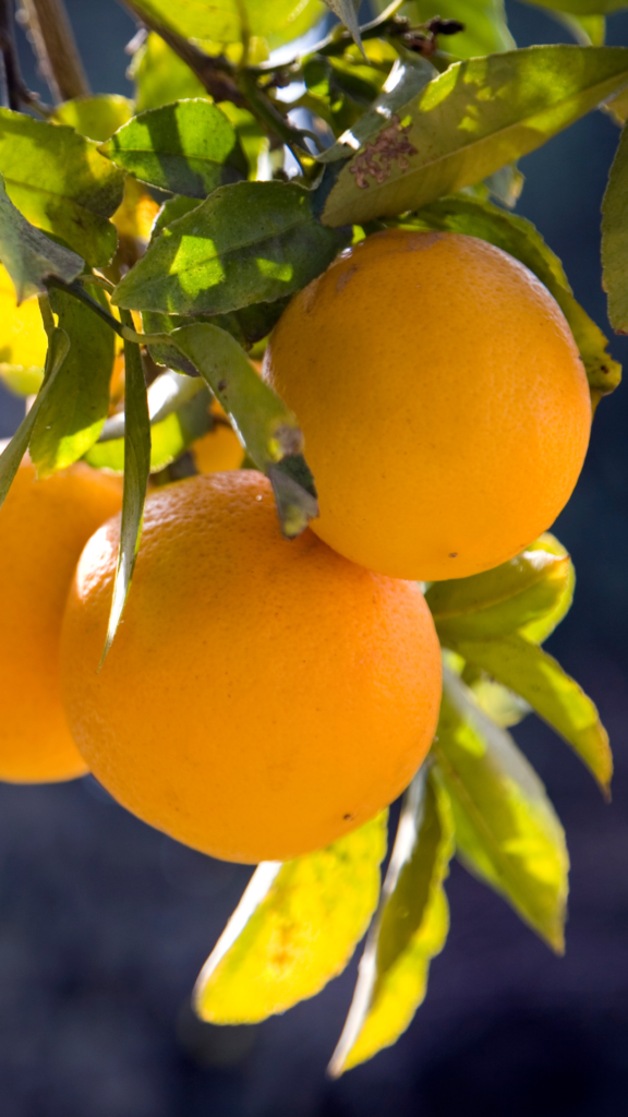 Three ripe Meyer Lemons hanging from a branch, surrounded by green leaves, illuminated by sunlight.